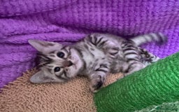 Bengal cats for sale: Stunning Silver Bengal Kittens 😻 - Image 24