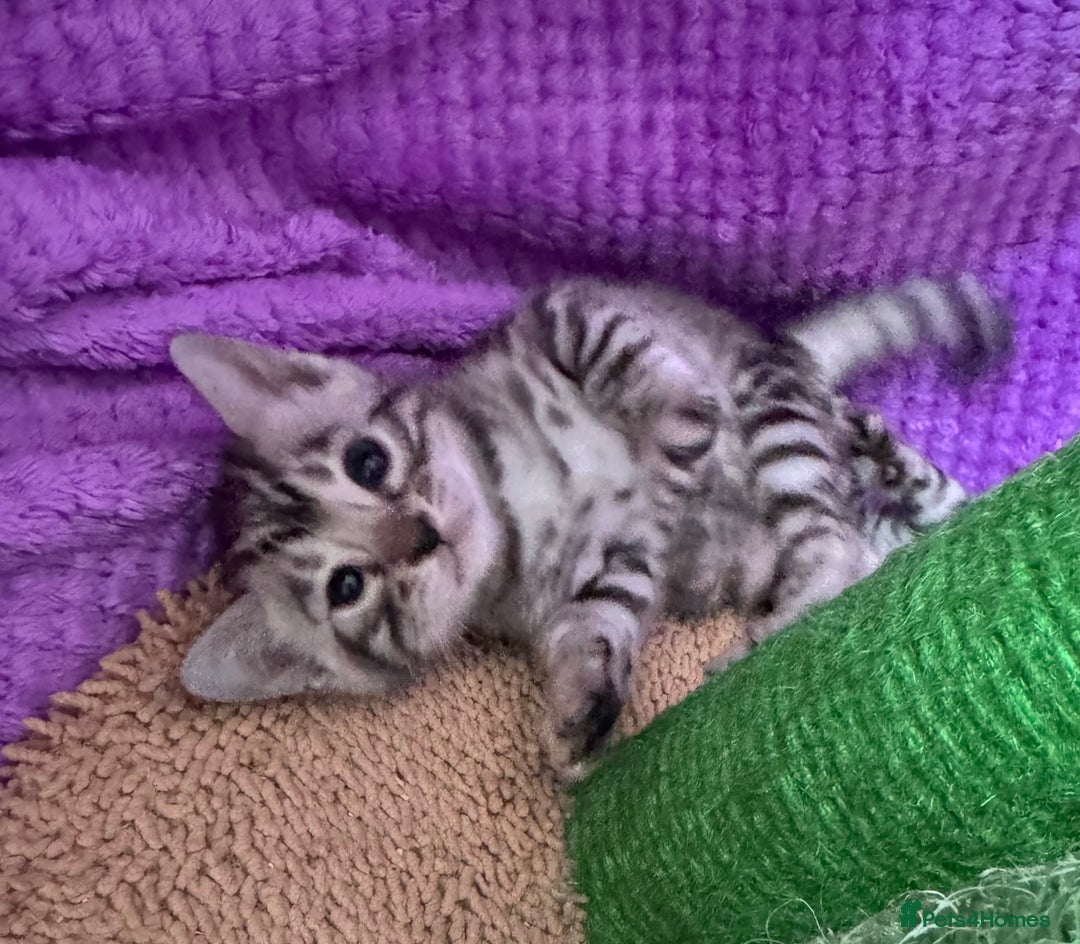 Bengal cats for sale: Stunning Silver Bengal Kittens 😻 - Image 24