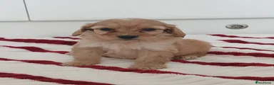 Cockapoo 1