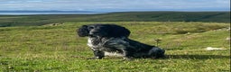 Cocker Spaniel dogs for stud: Health tested blue roan cocker spaniel at Stud in Kingussie - Advert 3