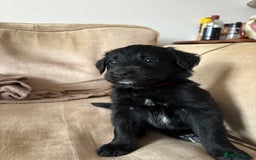 Mixed Breed dogs for sale: 5 Stunning Border Retrievers  - Image 16