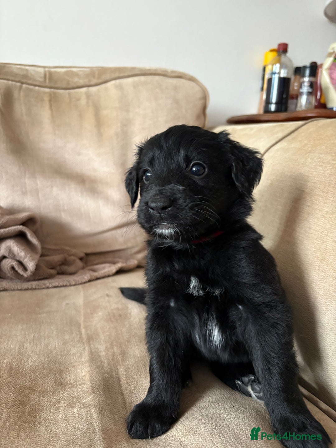 Mixed Breed dogs for sale: 5 Stunning Border Retrievers  - Image 16