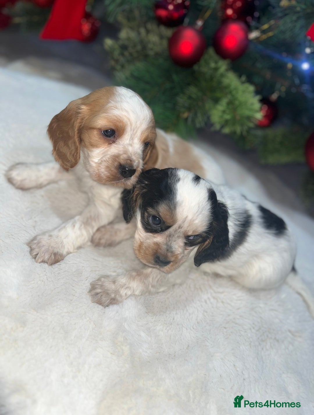 Cockalier dogs for sale: 3 Beautiful Cockalier Puppies - Advert 5