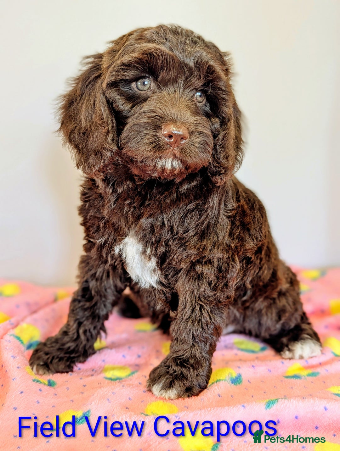 Cavapoo dogs for sale: F1 Extensively health tested Cavapoo puppies  - Advert 6