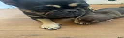 French Bulldog dogs for sale: French bulldog female - absolutely stunning  - Advert 2