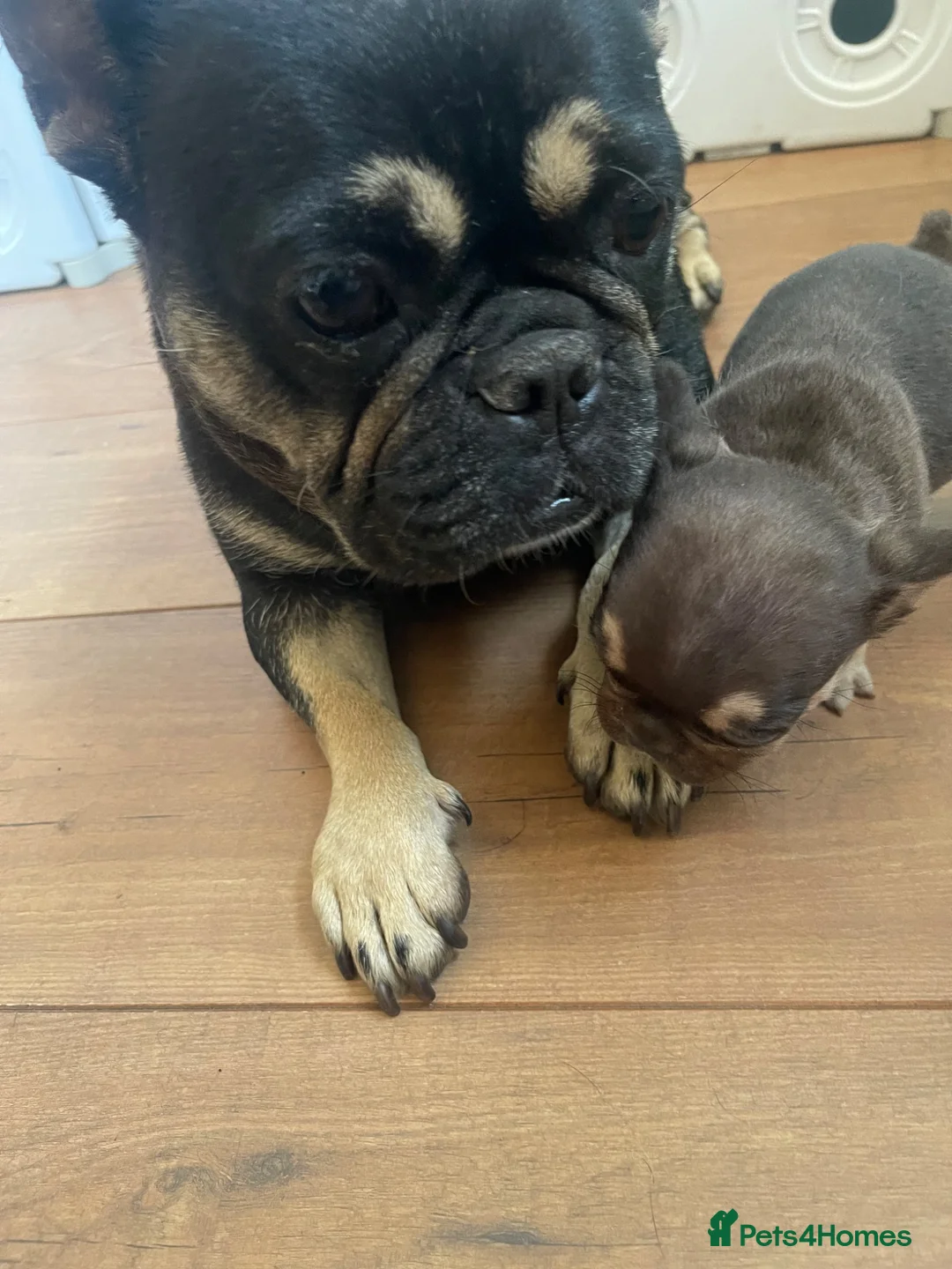 French Bulldog dogs for sale: French bulldog female - absolutely stunning  - Advert 2