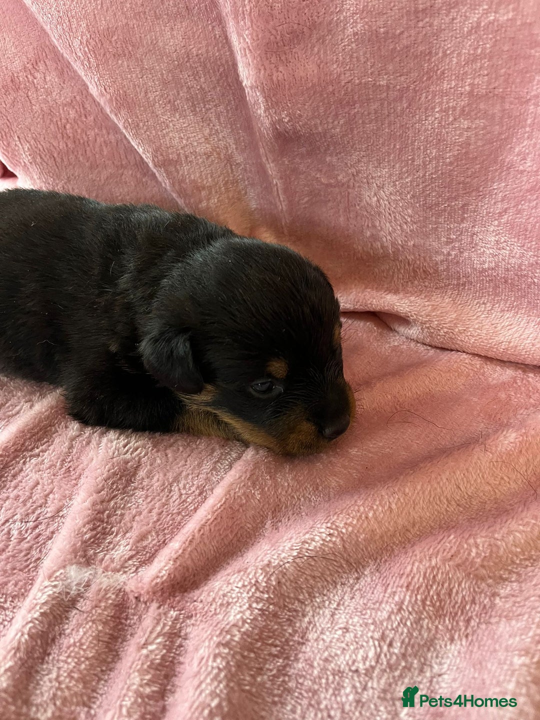 Rottweiler dogs for sale: 🤎🖤🦍 KC REGISTERED 5 ⭐️ BREEDER - Advert 19