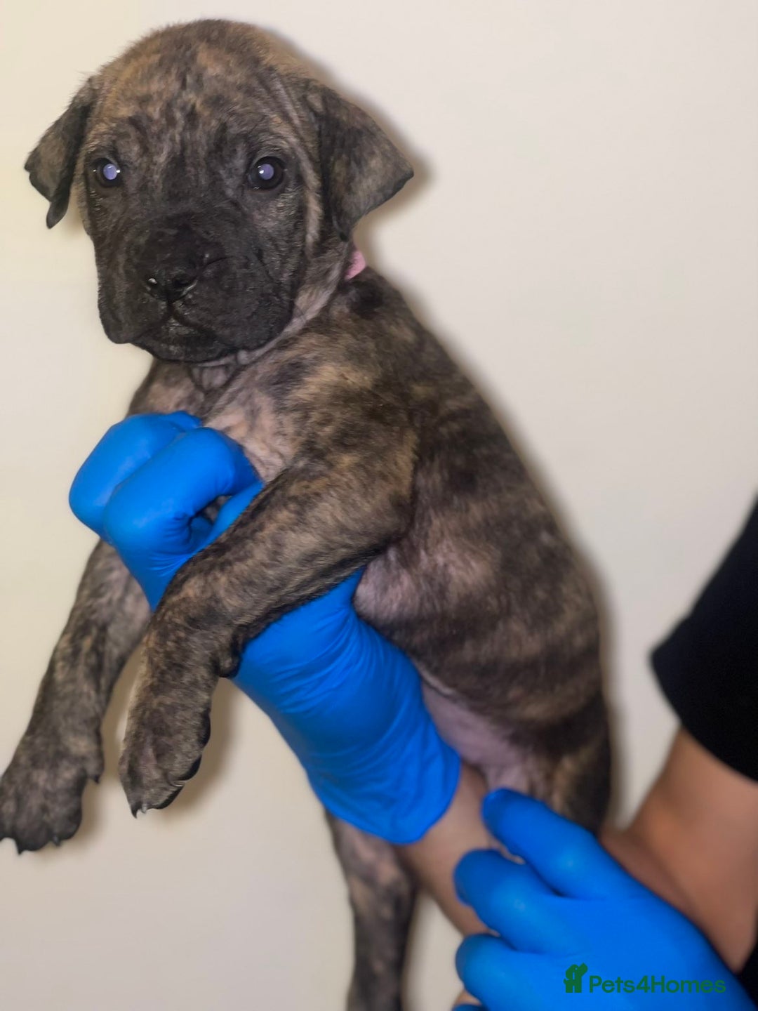 Presa Canario dogs for sale: Presa Canario Puppies for Sale - Image 19