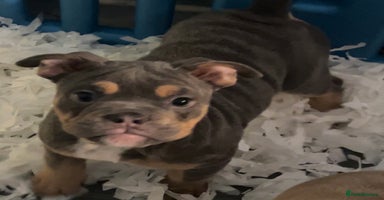 Mixed Breed dogs - Advert 10