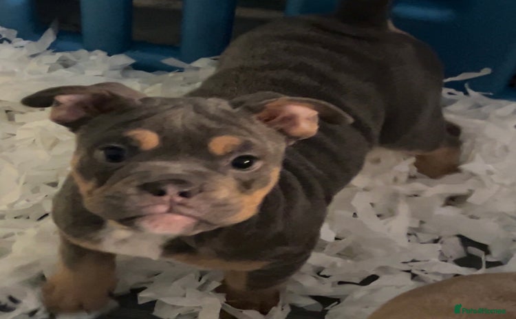 Mixed Breed dogs - Advert 1