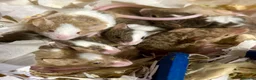Mouse rodents for sale: Fancy Mice  - Advert 8