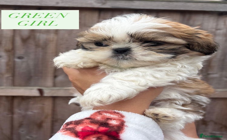 Shih Tzu dogs - Advert 9