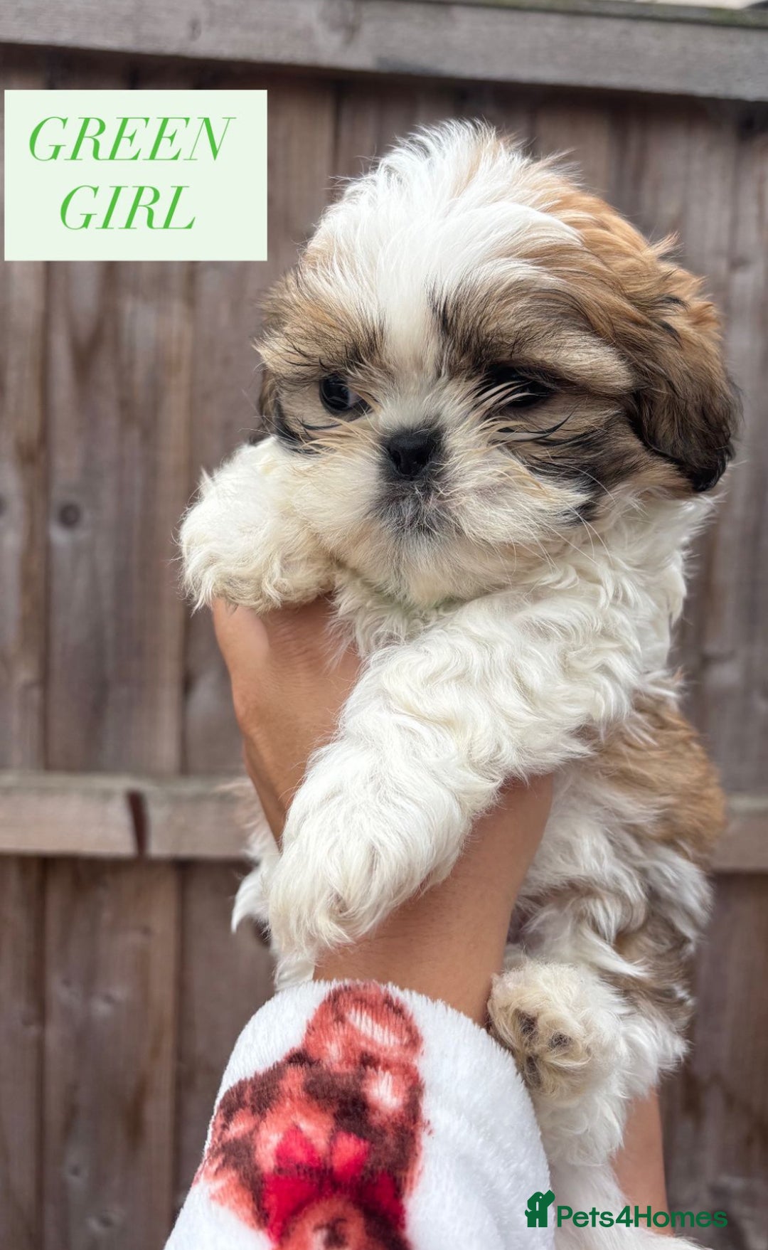 Shih Tzu dogs for sale: Shih tzu  - Image 1