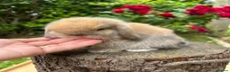 Mini Lop rabbits for sale: ⭐ FRIENDLY BABY MINI LOPS ⭐  - Advert 6