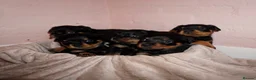 Rottweiler dogs for sale: Stunning litter of Rotweillers from family pet  in Wolverhampton - Advert 3