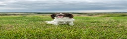 English Springer Spaniel dogs for stud: English Springer spaniel liver / white STUD  in Calne - Advert 16
