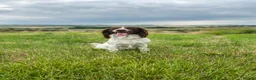 English Springer Spaniel dogs for stud: English Springer spaniel liver / white STUD  in Calne - Advert 15