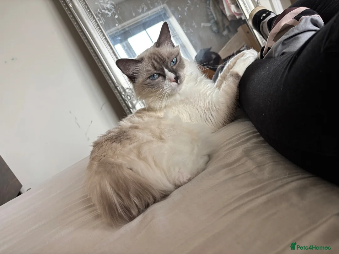 Ragdoll cats for sale: 2 ragdolls mother and daughter  in North Shields - Advert 2