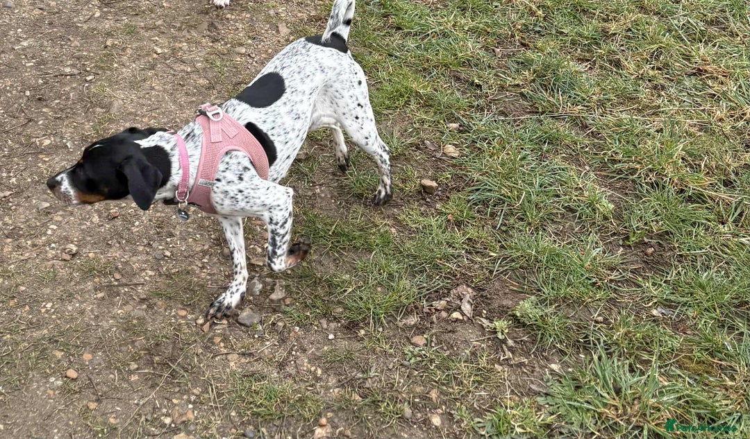 Mixed Breed dogs for sale: Cockajack for responsible rehoming  - Image 5