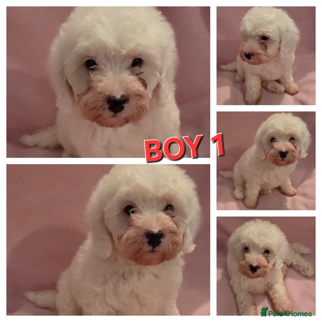 Cavapoo dogs for sale: F1B Cavapoo Puppies  - Advert 11