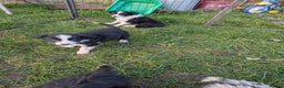 Border Collie dogs for sale: Border collie puppies merl and black/white - Advert 4