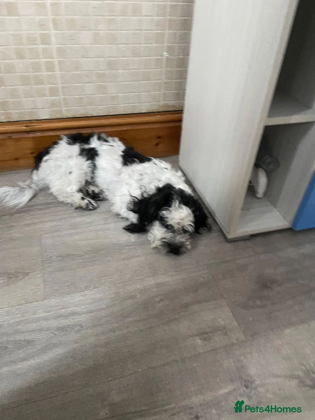 Shih Tzu dogs for sale: Shih Tzu male dog for sale - Advert 2
