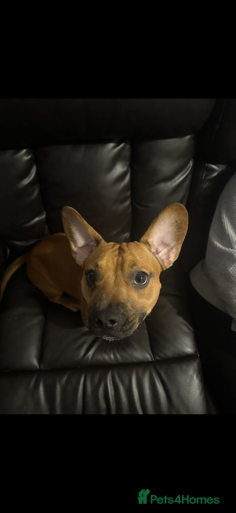 Mixed Breed dogs Miniature Dachshund cross French Bulldog Stud - Advert 2