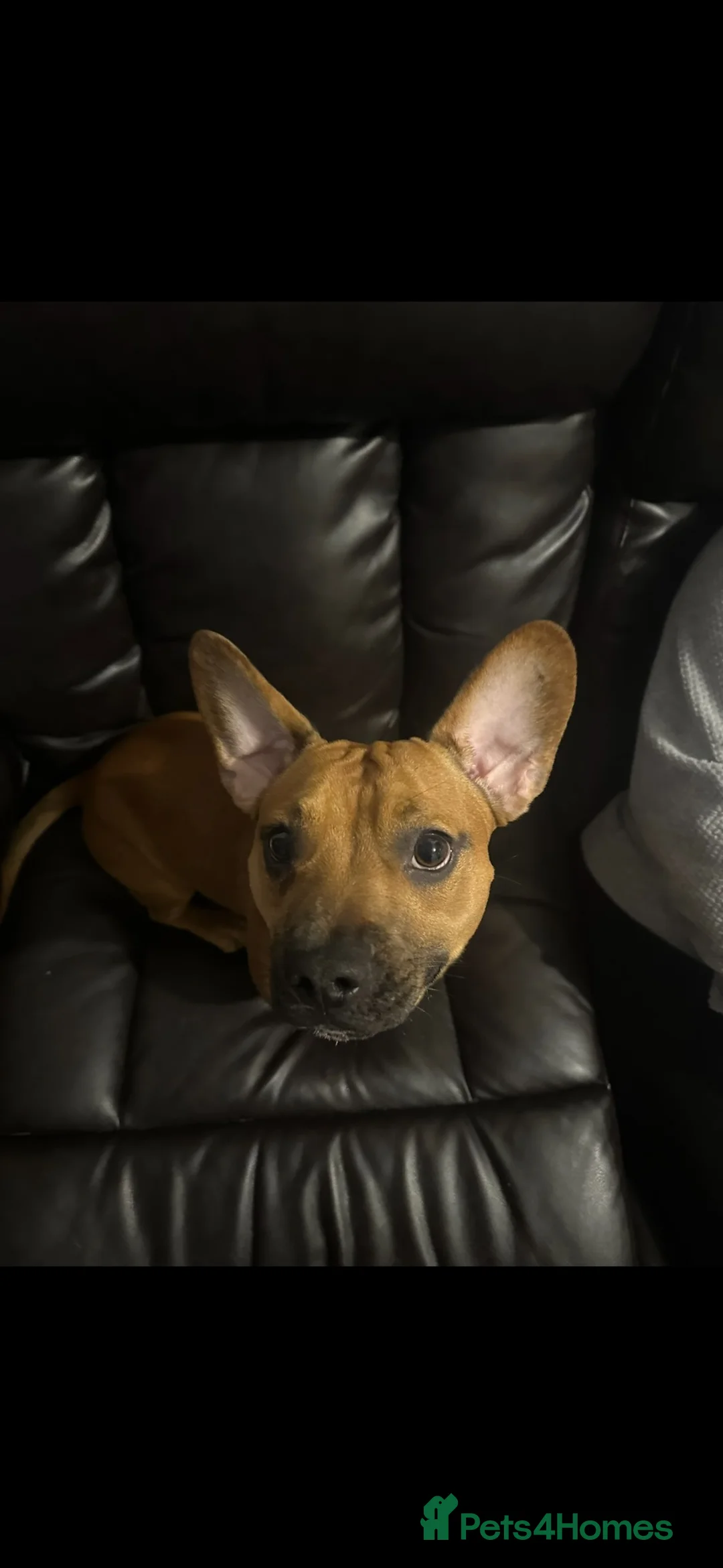 Mixed Breed dogs for stud: Miniature Dachshund cross French Bulldog Stud in Feltham - Advert 1