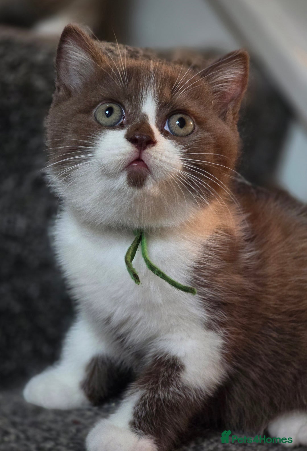 British Shorthair cats for sale: Pedigree, British Shorthair, TICA reg kittens - Image 36
