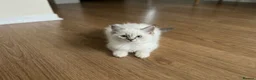 Ragdoll cats for sale: GCCF Ragdoll Kittens - Ready Now (Pet or Active) - Advert 2