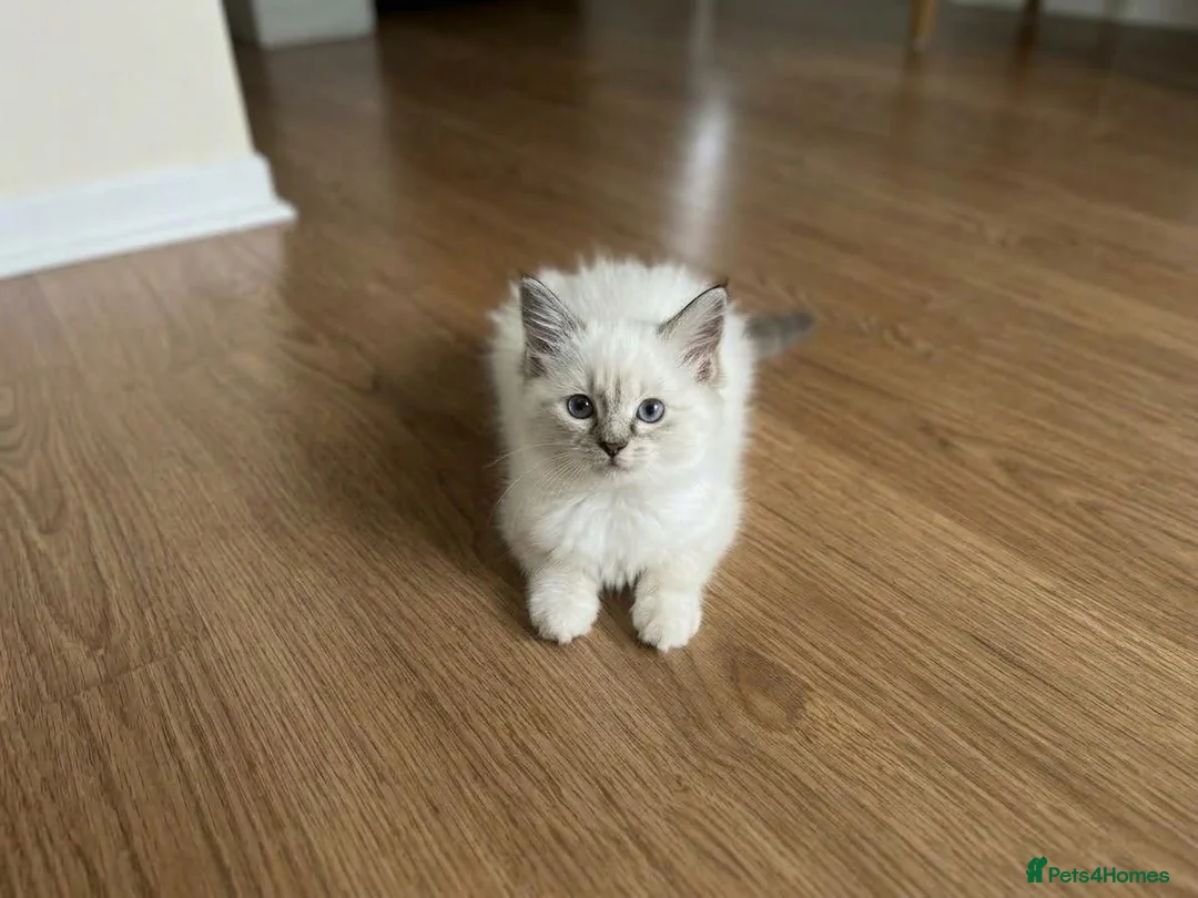 Ragdoll cats for sale: GCCF Ragdoll Kittens - Ready Now (Pet or Active) - Advert 2