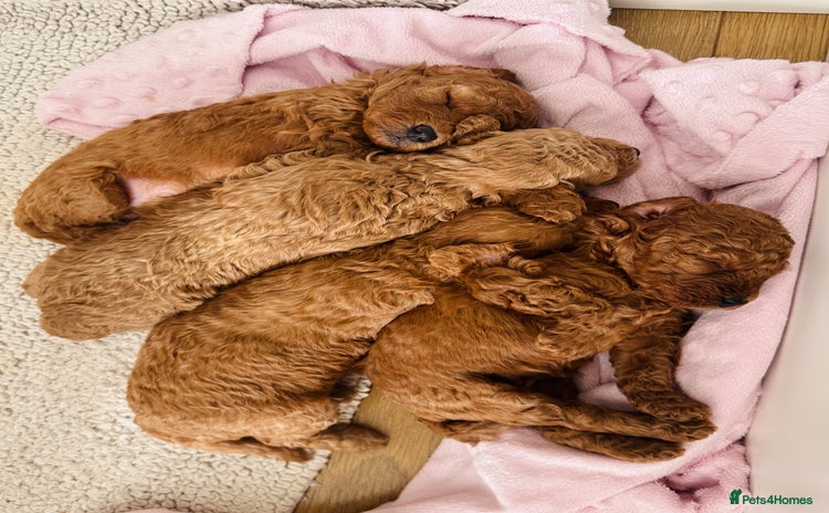 Toy Poodle dogs - Advert 5