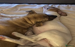 Staffordshire Bull Terrier dogs for sale: Lola  - Image 2