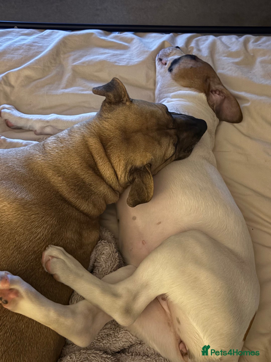 Staffordshire Bull Terrier dogs for sale: Lola  - Image 2