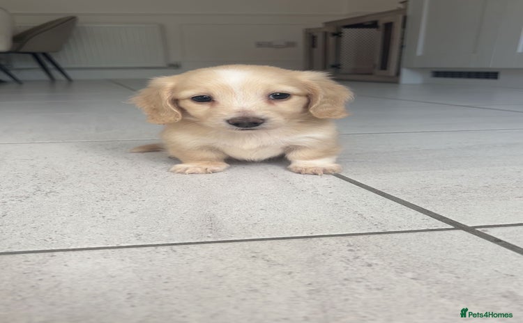 Miniature Dachshund dogs - Advert 14