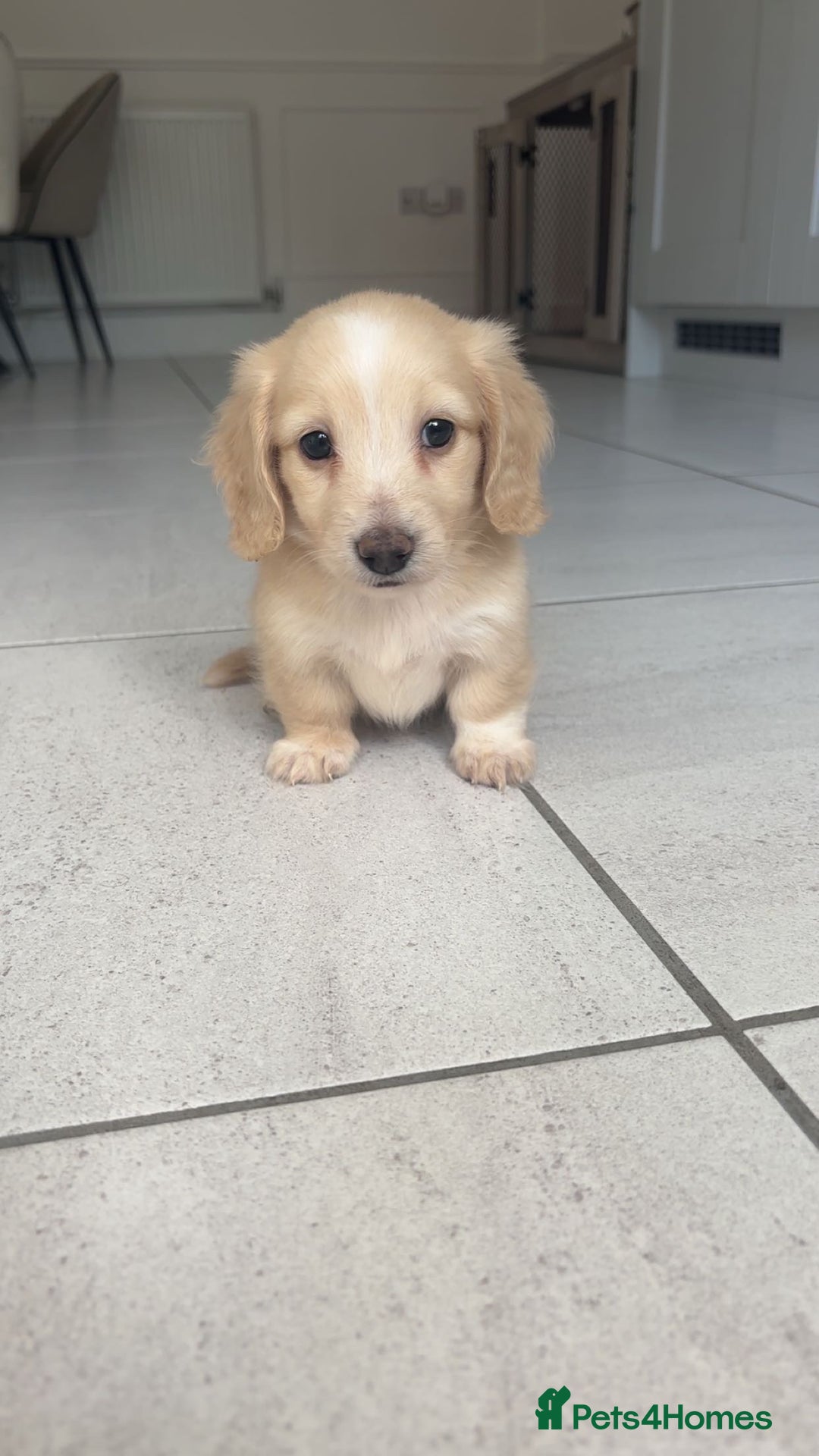 Miniature Dachshund dogs for sale: 2 Beautiful cream dachshunds  - Image 1
