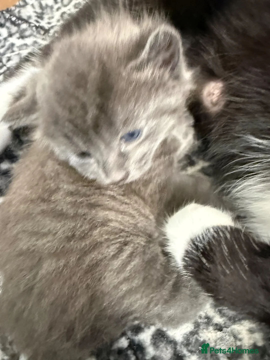 British Shorthair cats for sale: Grey kitten - Advert 2