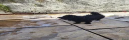 Mixed Breed dogs for sale: Reggie  - Advert 4