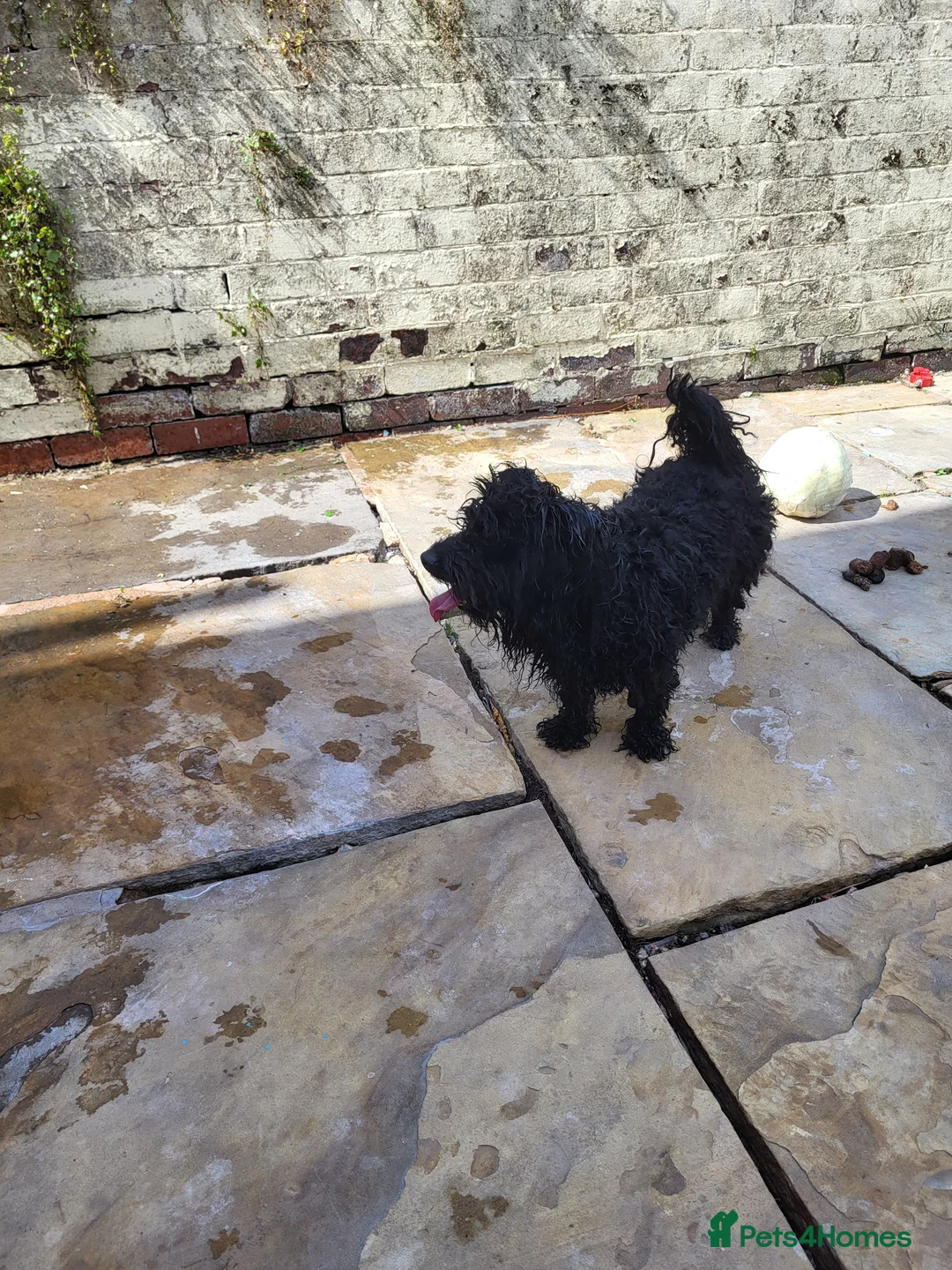 Mixed Breed dogs for sale: Reggie  - Advert 4