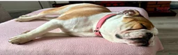 English Bulldog dogs for sale:  Stunning English bulldog puppies in Portsmouth - Advert 3