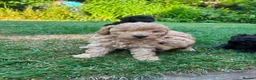 Toy Poodle dogs for sale: Stunning litter of Toy Poodles  - Advert 19