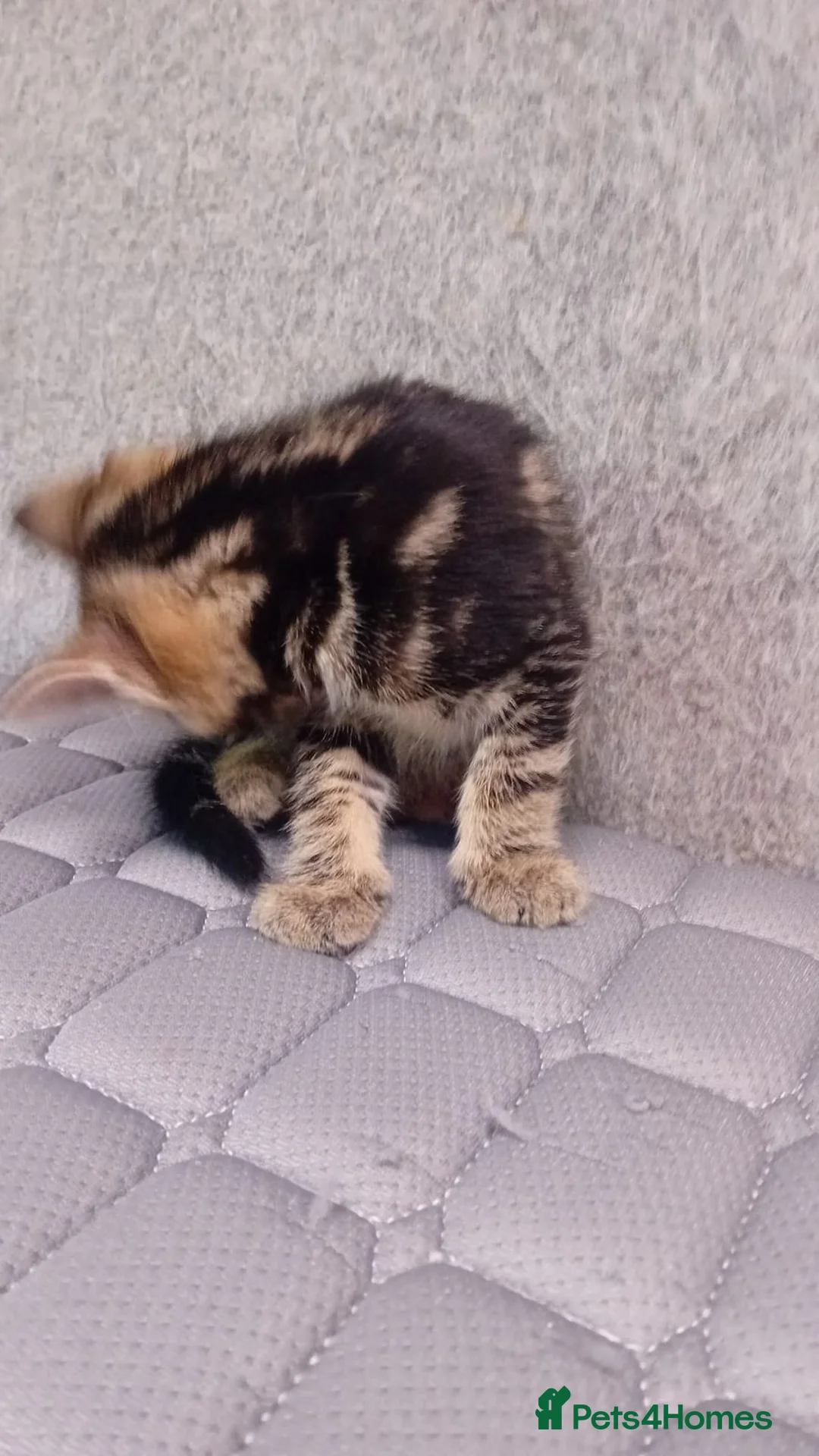 Mixed Breed cats for sale: Friendly kitten - Advert 2