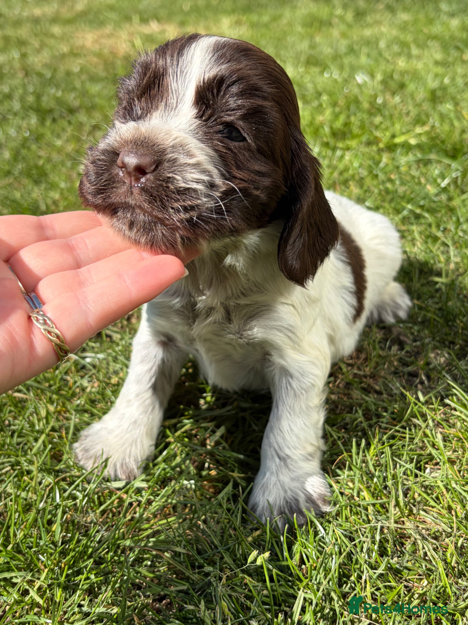 Cocker Spaniel dogs 4 left available Serbia import lines SHOW cockers  - Advert 2