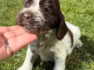 Cocker Spaniel dogs 4 left available Serbia import lines SHOW cockers - Advert 2