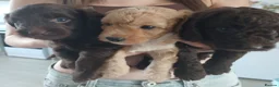 Sproodle dogs for sale: Beautiful F1B Sproodles!  in Doncaster - Advert 19