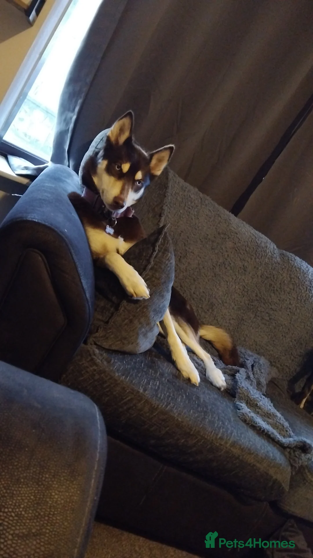 Shepsky dogs for sale: Hallie the shepsky - Advert 5