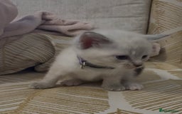 British Shorthair cats for sale: BSH mixed Russian Blue - Image 15