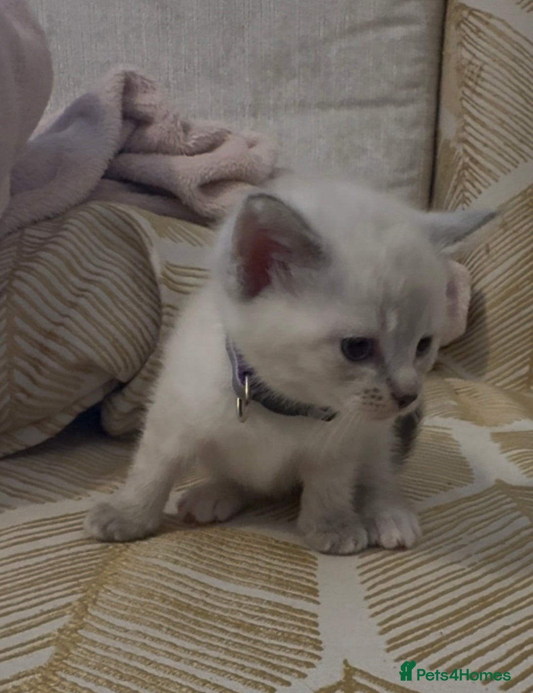 British Shorthair cats for sale: BSH mixed Russian Blue - Image 15