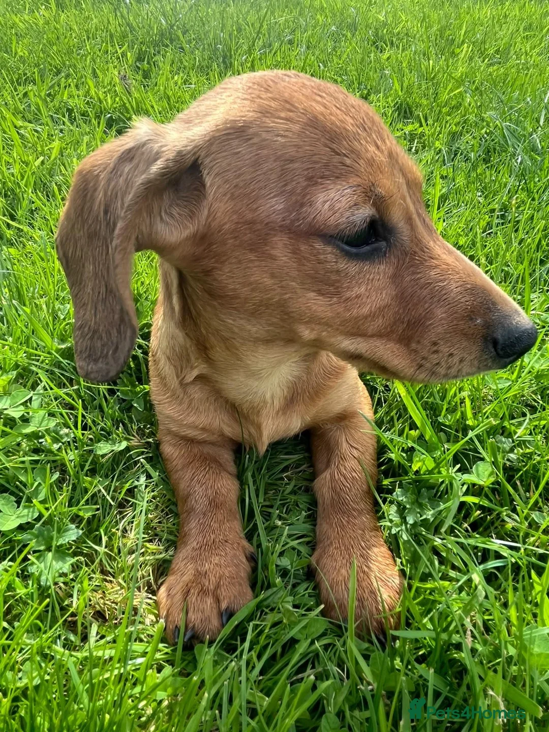 Miniature Dachshund dogs for sale: Kc registered  - Advert 2