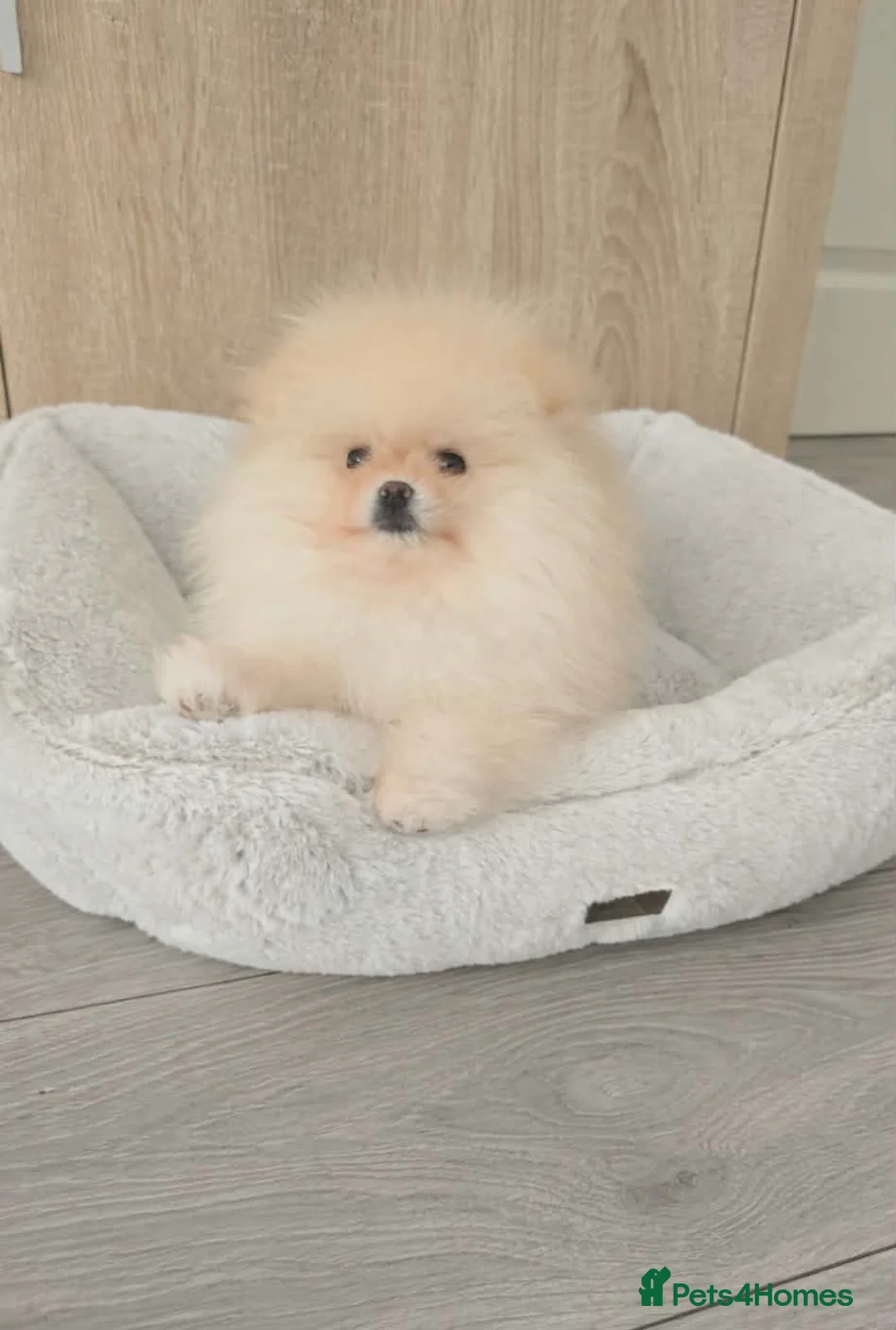 Pomeranian dogs for sale: Stunning KC Pomeranian puppies ✨ - Advert 12